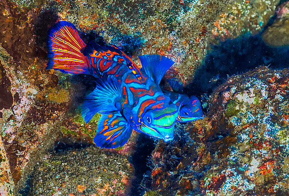 Mandarinfish p4220360