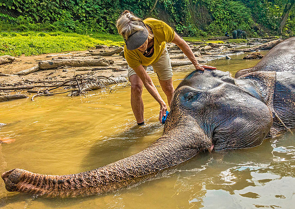 Elephant 09017