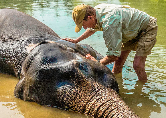 Elephant 09010