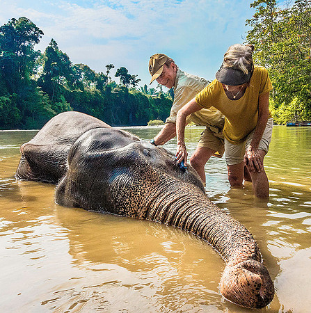 Elephant 09002