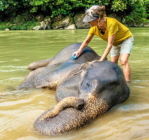 Elephant 09028