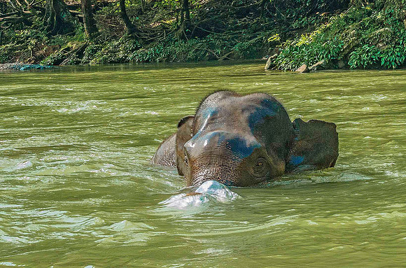 Elephant 08983