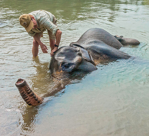 Elephant 09034