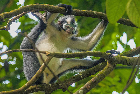 Thomas's Leaf Monkey 4151386