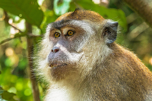 Macaque 4151755