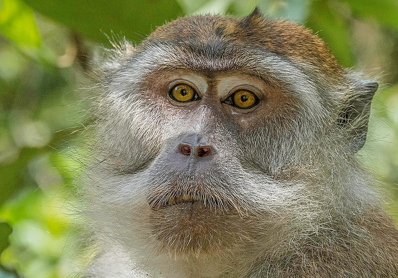 Macaque 4151762