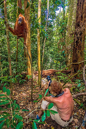 Orangutan DSC09242