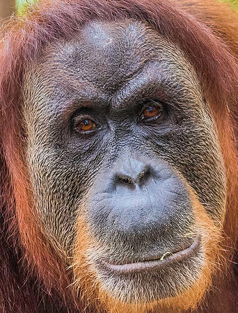 Orangutan 4141074