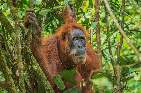 Orangutan 4151452a