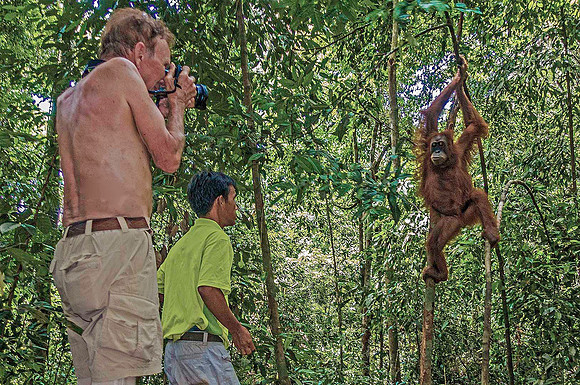 Orangutan 09232a