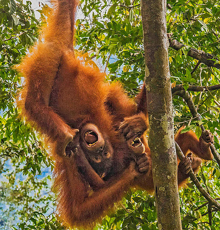 Orangutan 4151155a
