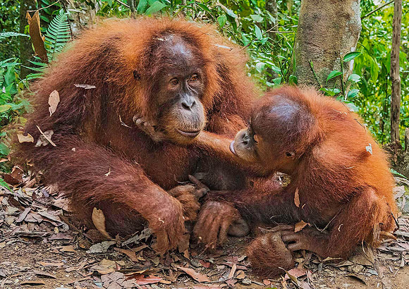 Orangutan 4151245a