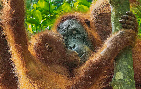 Orangutan 4151689a