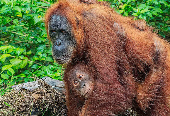 Orangutan 4151666a