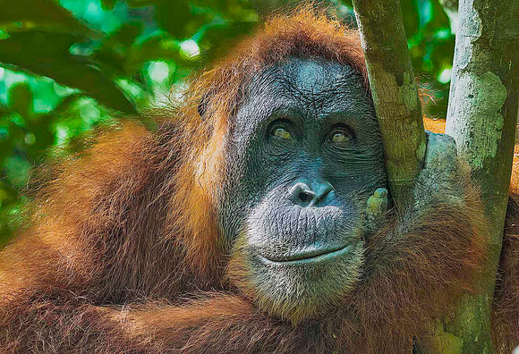 Orangutan 4151728a
