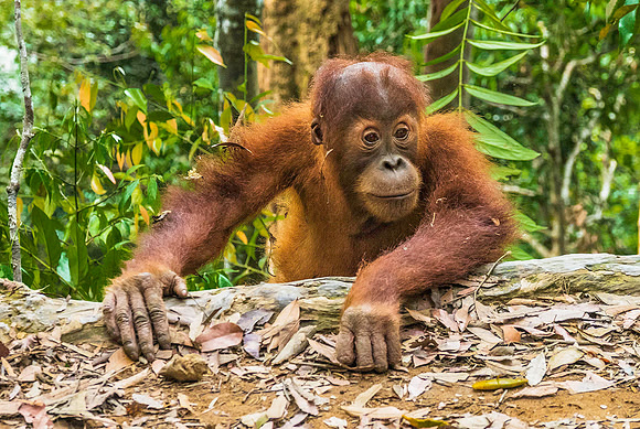 Orangutanp4151323a