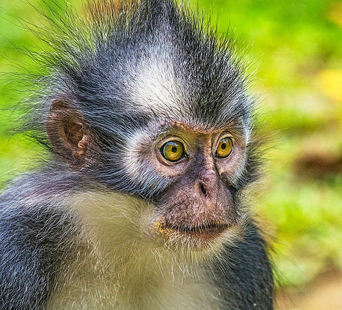 Thomas's Leaf Monkey 4151373