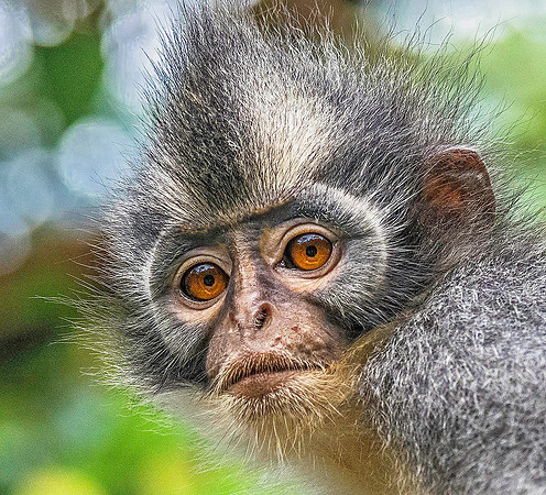 Thomas's Leaf Monkey 4151362