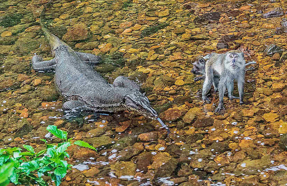 Monitor & Macaques 4151425