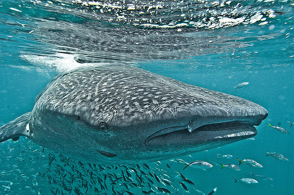 Whale Shark 0076