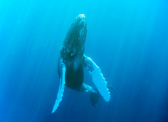 Humpback Whale, Socorro, Mexico, 2006 3550