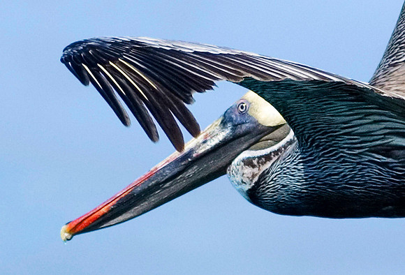 Pelican 5237