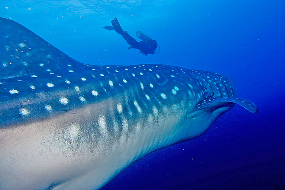 Whale Shark 2