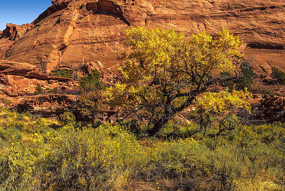 The Gulch 310081