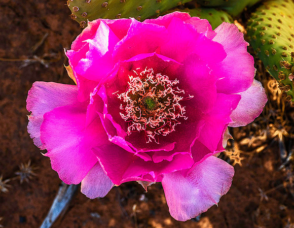 Cactus Flower 5230156