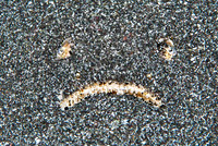 Stargazer lying in wait 2501