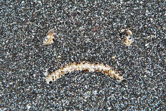 Stargazer lying in wait 2501