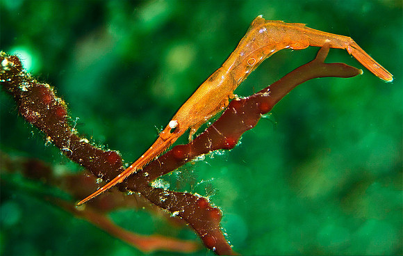 Tozeuma Shrimp 1544