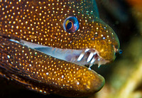 Moray Eel 1502