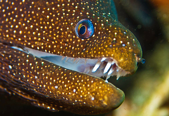 Moray Eel 1502