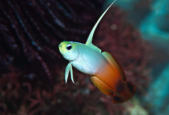 Fire Dartfish (Fire Goby) 1988