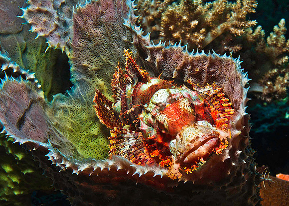 Scorpionfish 2372
