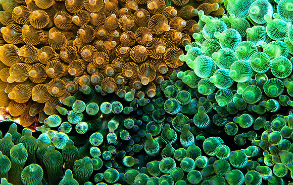 Anemones 1422