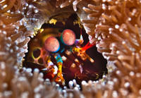 Peacock Mantis Shrimp in Anemone 1317