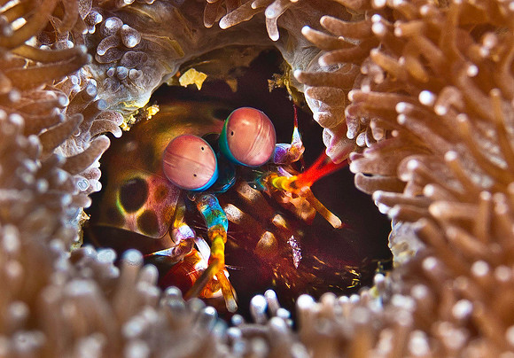 Peacock Mantis Shrimp in Anemone 1317