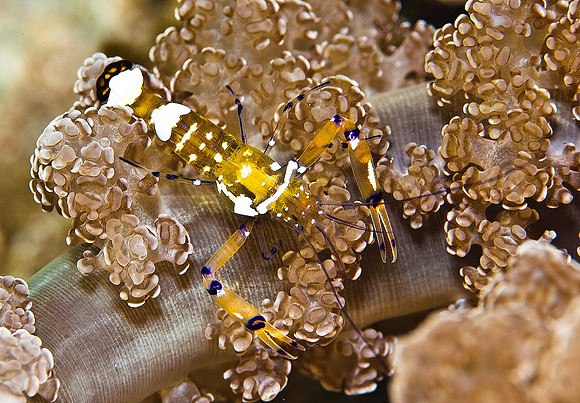 Sea Whip Shrimp 1010