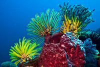 Crinoids 1726