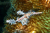 Ornate Ghost Pipefish 1212