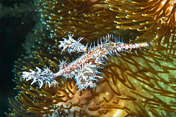 Ornate Ghost Pipefish 1212