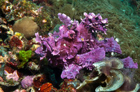 Rhinopius (Weedy Scorpionfish) 2559