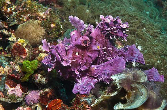Rhinopius (Weedy Scorpionfish) 2559