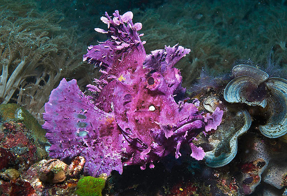 Rhinopius (Weedy Scorpionfish) 2562