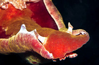Spanish Dancer (Nudibranch/Hexabranchus sanguineus) 2427