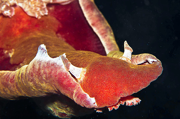 Spanish Dancer (Nudibranch/Hexabranchus sanguineus) 2427