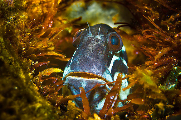 Blenny 1600