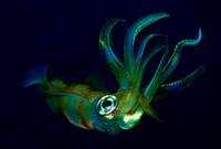 Squid 1675